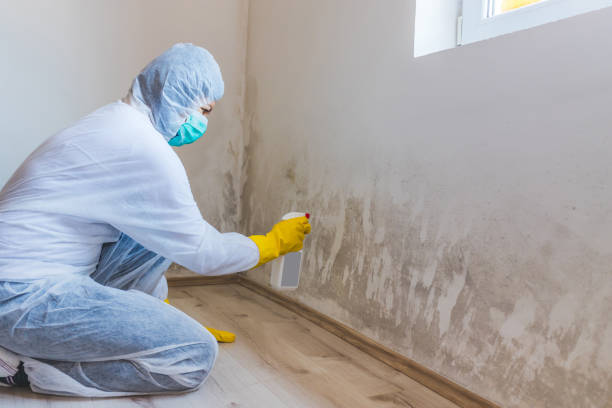 Licensed Mold Remediation service in Saint Bonifacius, MN - WQB Mold Removal